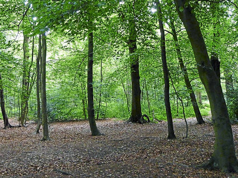 Recognised as a quality green space, here you can gather to see plenty of bluebells bloom in late April and early May.
Location: Merrion’s Wood Local Nature Reserve
Birmingham Road/Skips Lane, Walsall