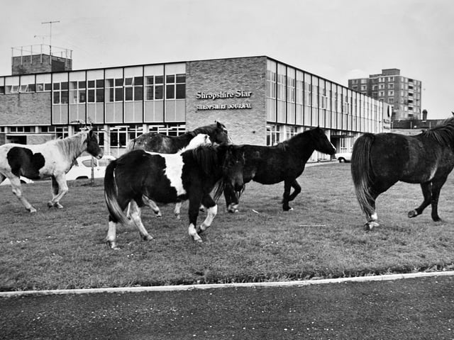 Horses on the loose by the Shropshire Star offices at Ketley in 1970. The police came to the rescue with a round-up crew to corral the strays before they could stampede and 'stirrup' trouble.