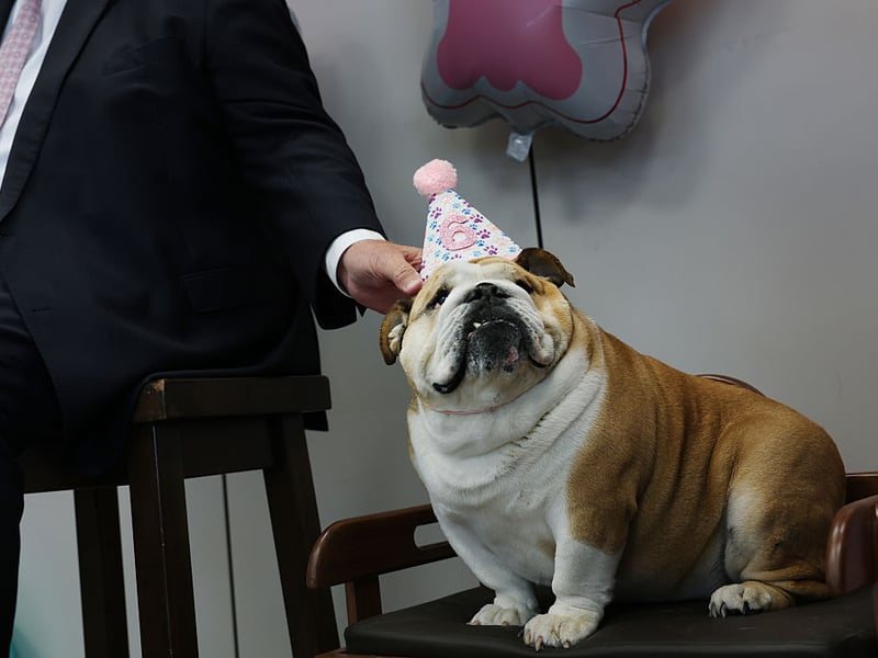 They may sometimes look a little grumpy due to their distinctive wrinkles, but the adaptable Bulldog's calm and relaxed nature makes it a perfect choice for families with young children.