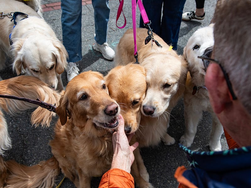 What is true of the Labrador is usually also true of its close cousin the gregarious Golden Retriever. Another gundog famed for its placid nature, intelligence and good humour, the Golden Retriever is a perfect family pooch.