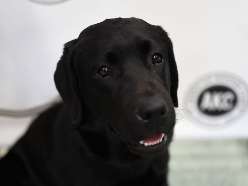 Not content with just being the most popular dog in the UK, the Labrador Retriever is also the most child-friendly - thanks to their friendly, loving and outgoing nature.