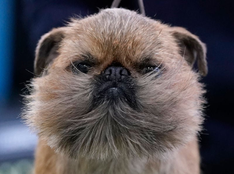 Ideal for families with less room at home, the Brussels Griffon is a small, child-friendly breed with a great sense of humour and happy to live in a flat.