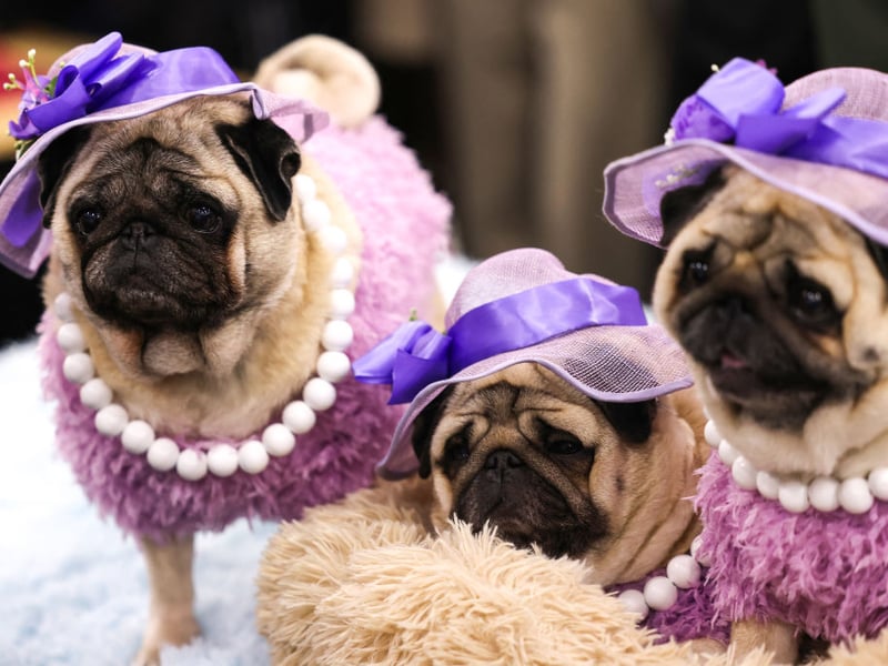 Pugs are known to have a special affinity with children and are likely to become best buddies with the youngest member of the family within a wag of a tail. They are eager to please, easy to train, and very loving.