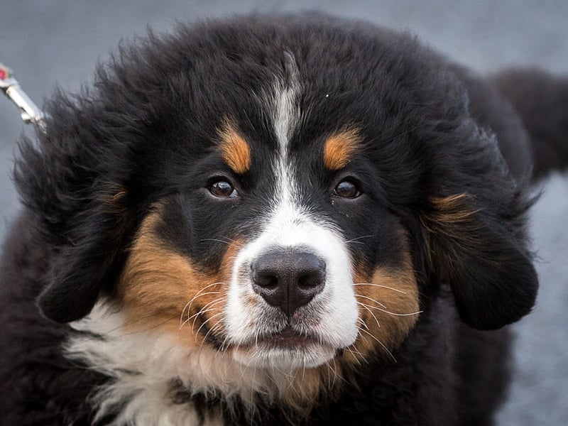 A breed that's as gentle as it is large, the Bernese Mountain Dog is incredibly affectionate and famously patient with children - no snapping here! They enjoy outdoor play, especially when it's not too hot, and have a generally calm and sweet disposition.