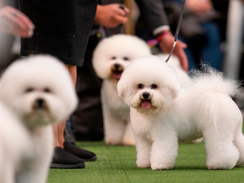This cheerful, hypoallergenic breed loves kids and all the attention they inevitably get from the wee ones. Bichons are small, cuddly, and enjoy playing games for hours. Their coat requires grooming, but their affectionate personality makes them ideal for families.