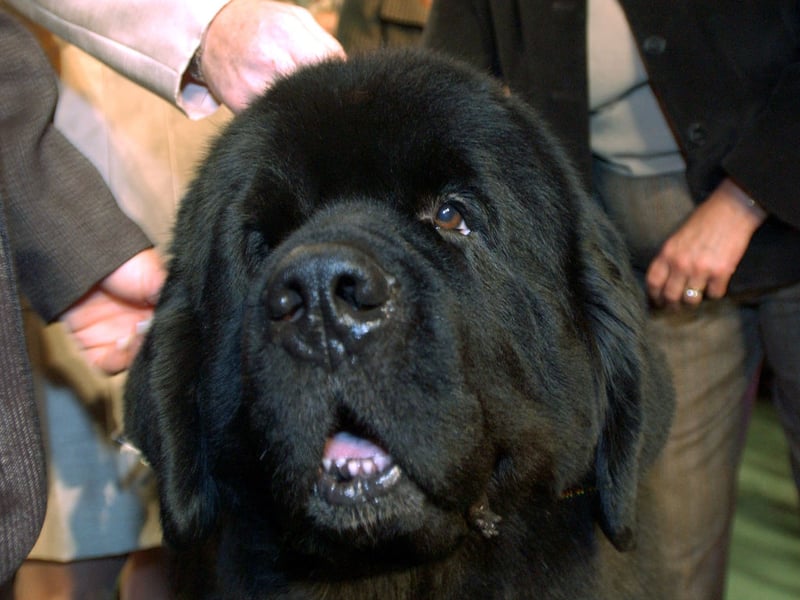 With its combination of loyalty, intelligence and sweet nature, the Newfoundland is a great family dog. They may be huge, but they are also gentle and protective of children.