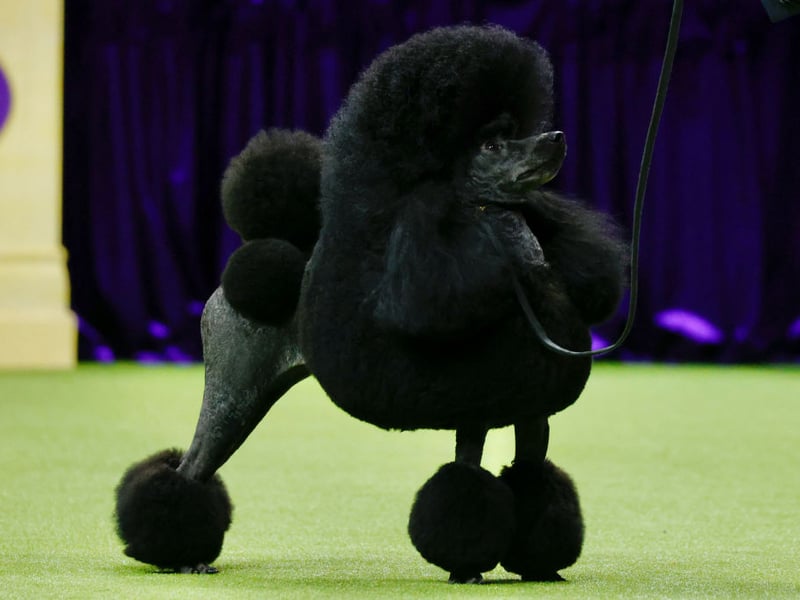 Intelligent, hypoallergenic, and versatile, Poodles adapt well to family life. They’re gentle with children, easy to train, and available in three different sizes - standard, miniature and toy - to match the size of your home and how active your lifestyle is.