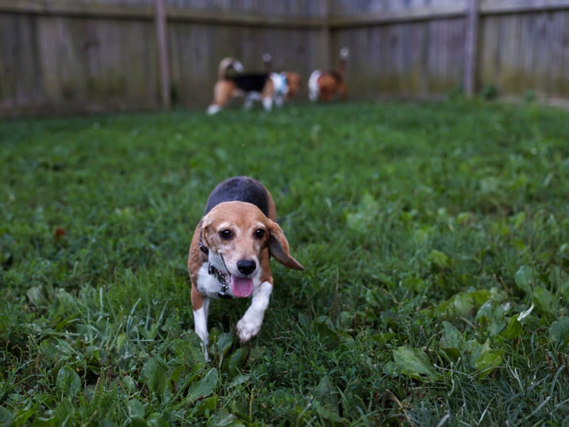 A more compact size family hound, Beagles tend to get on very well with children and love to play.
