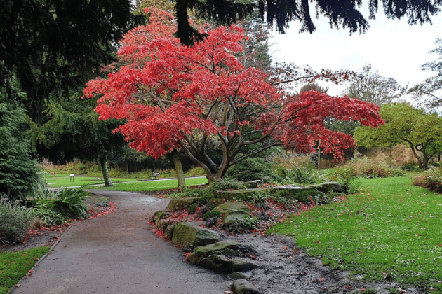 Tucked away in a quiet corner is a dedicated Japanese Garden, a tranquil oasis complete with a traditional red bridge, a stone pagoda, and a cascading waterfall. When the cherry blossoms reach their peak, they frame the water features perfectly, creating a scene that makes you feel like you’ve stepped straight into Kyoto