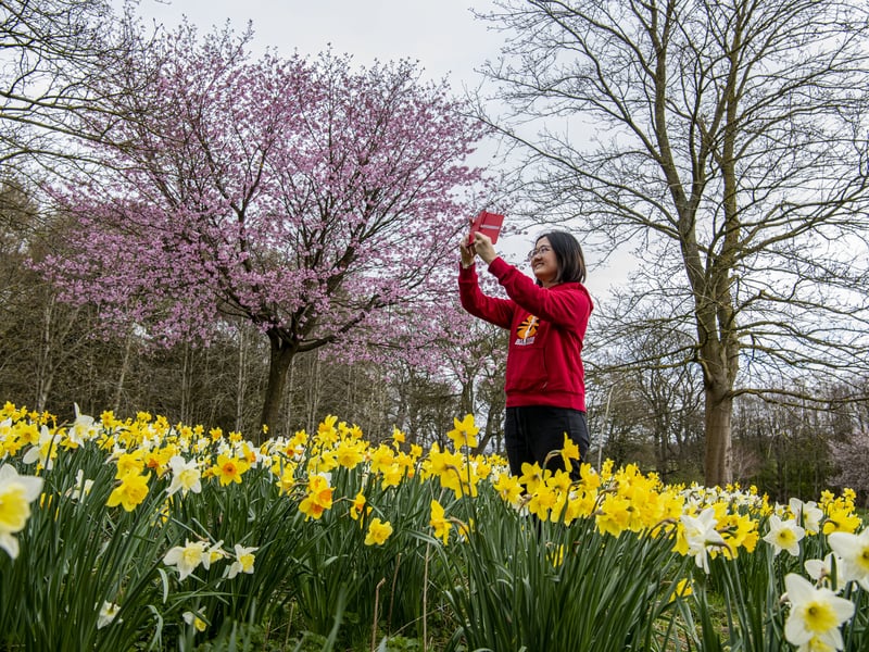 A 'blossom powerhouse' on the outskirts of the city. The cherry trees here are scattered around the lake and the arboretum, offering a peaceful, expansive display that usually lasts a little longer than the urban spots.