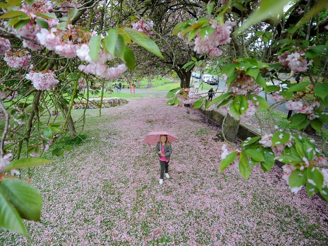 This is the pride of South Leeds and a frequent winner in Leeds in Bloom competitions. The park features a beautifully curated flower garden and a winding woodland pathway that comes alive in late March.