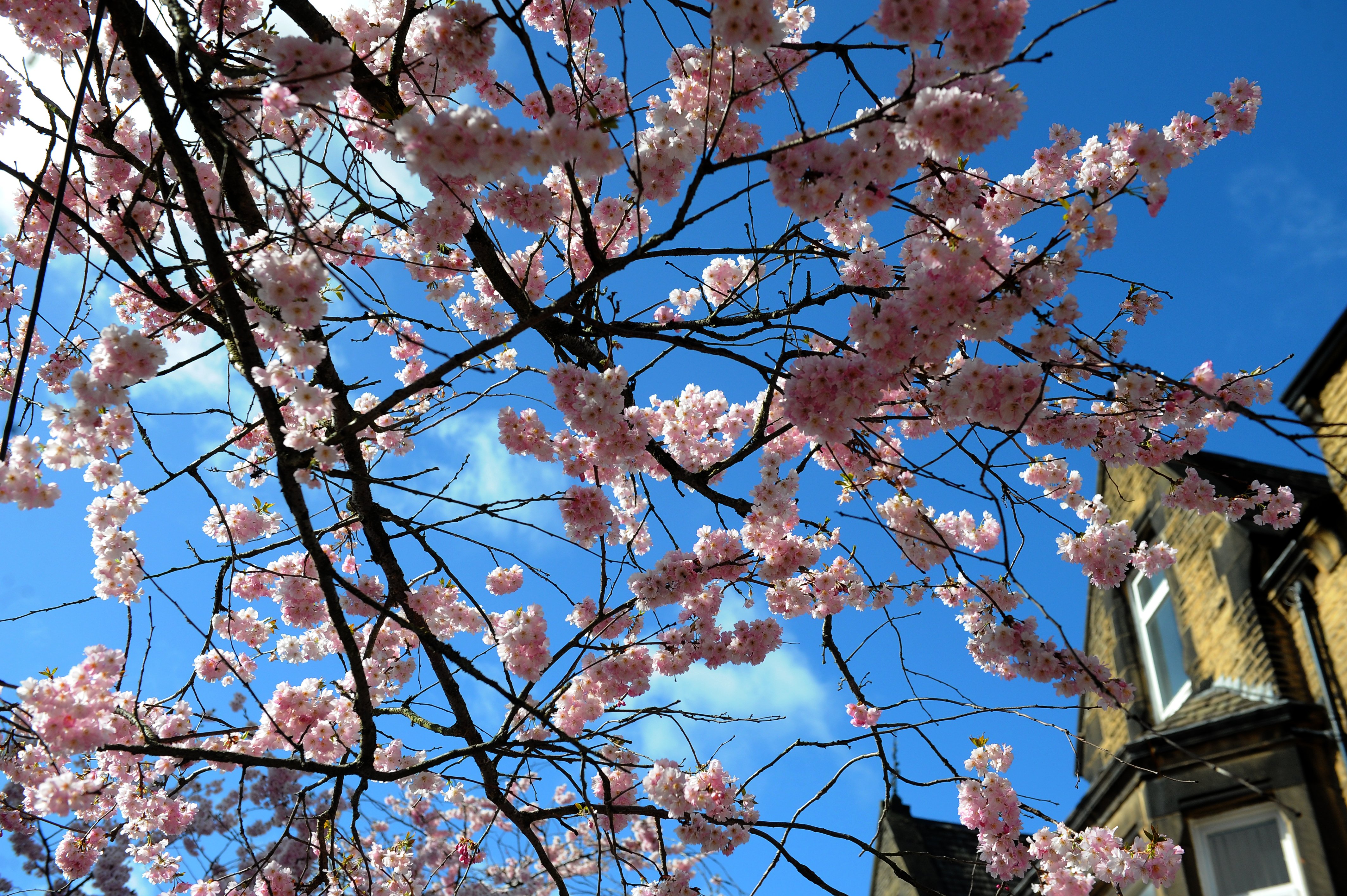Blue skies and pink leaves - the Cherry Blossoms in bloom at The Grove, Ilkley. 