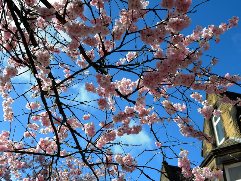 Blue skies and pink leaves - the Cherry Blossoms in bloom at The Grove, Ilkley. 