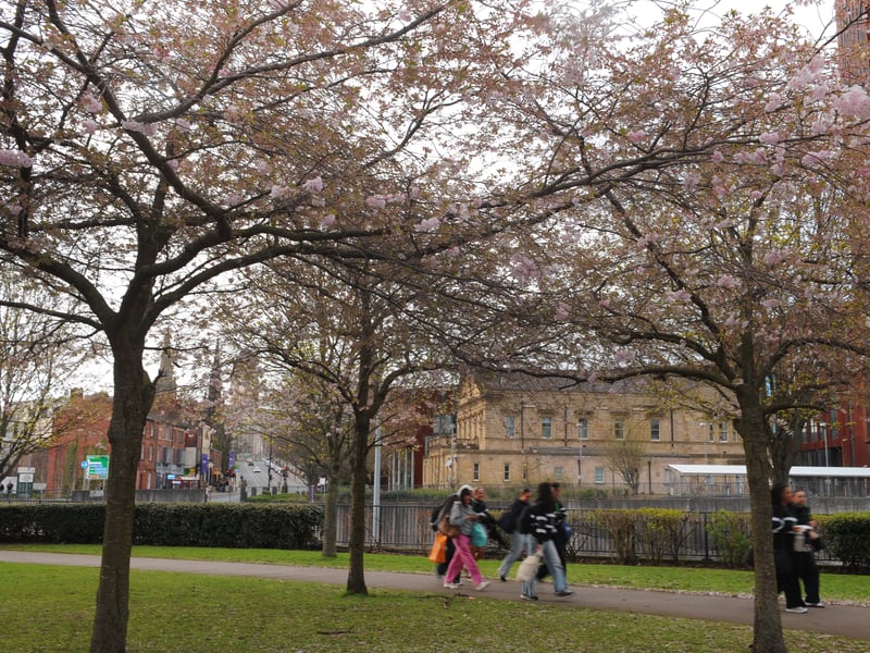 Though the clouds may have become overcast, the pink of the trees still 'pops' amongst the urban landscape of the city centre. 