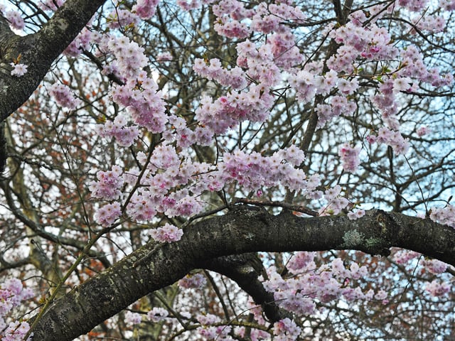 The blossoming has also started at Pudsey Park as spring approaches. 
