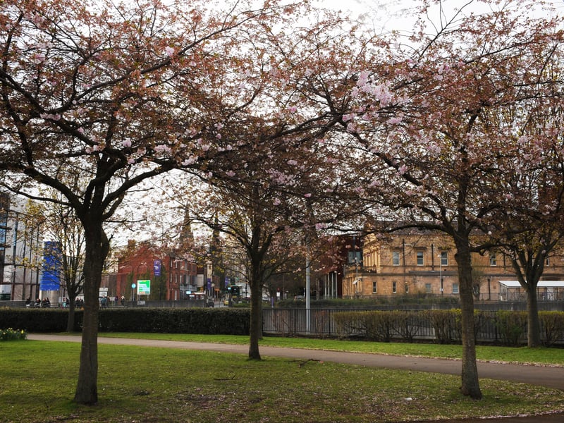 Leeds city centre is also dotted with the sight of Cherry Blossoms between the industrial landscape.