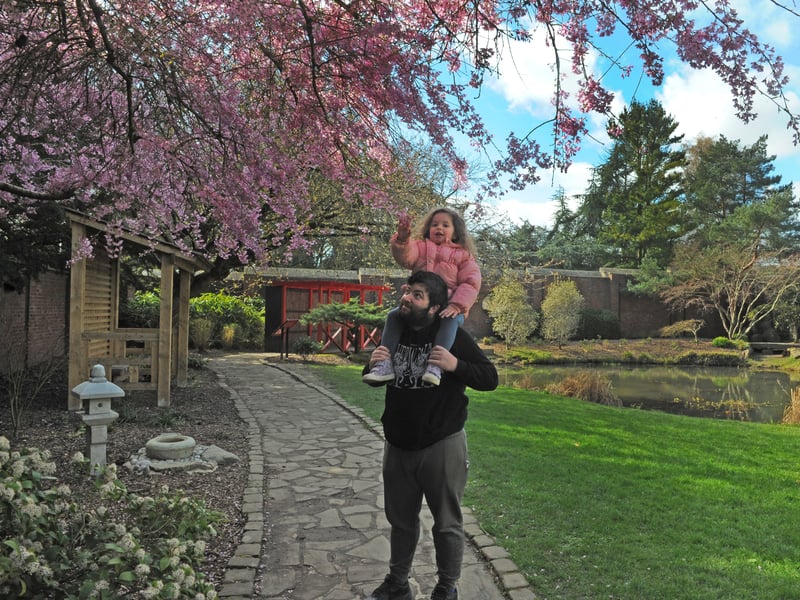 A young family getting up close and personal at the Cherry Blossoms in bloom at The Japanese Garden in Horsforth Hall Park.