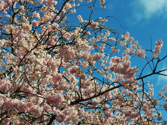 Do you have any Cherry Blossoms blooming in your corner of Leeds? Share your images on the Yorkshire Evening Post Facebook page or drop the newsdesk an email.