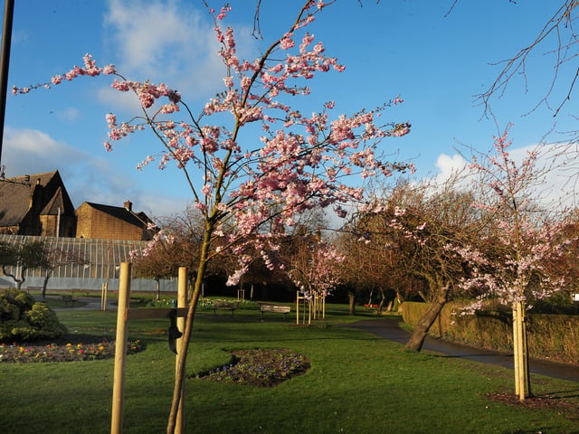 The budding new Cherry Blossoms are looking to bloom into the next generation's incredible visages. 