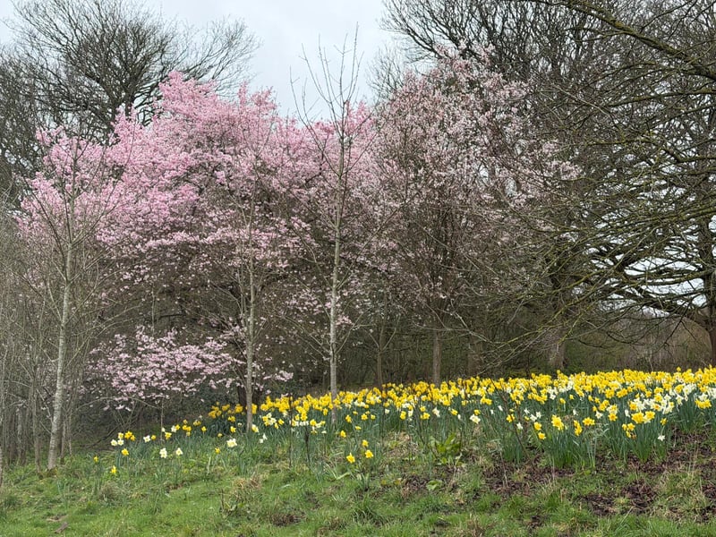 Daffodils framed by the blossom trees.