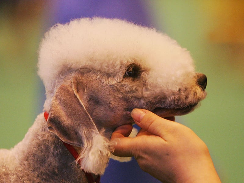 Several Bedlington Terriers have become 'Insta-famous' on social media due to their incredibly smiley faces. They may have been bred to hunt rats, but those Hollywood smiles are now more likely to catch the attention of cameras.