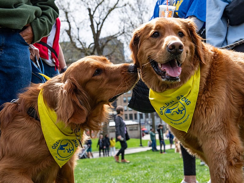 What is true of the Labrador Retriever also tends to be the same for their close cousin the Golden Retriever. These boisterous buddies may manage to look sad when they are begging for food, but the silly grin will be back soon.