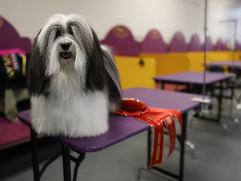 Havanese dogs are social butterflies who adore human companionship - like The Carpenters, they just want to be 'Close to You'. Their bouncy, cheerful personality and playful behavior make them thrive in loving homes where they get plenty of interaction. These happy wee dogs like being the centre of attention.