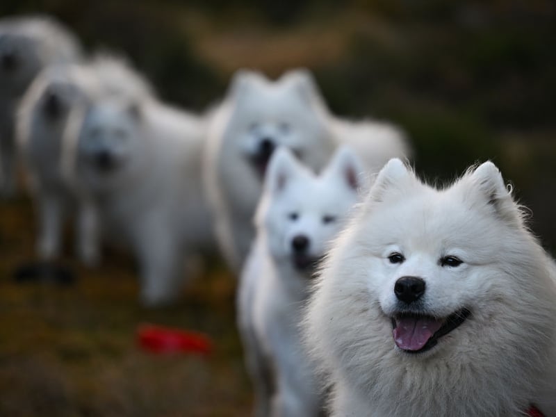 Nicknamed the 'Smiling Sammie', this breed literally looks like it’s grinning most of the time. It's the Joker of the dog world, without the evil schemes. Samoyeds are affectionate, sociable, and gentle, with a love for both play and snuggles that keeps them - and their owners - content.