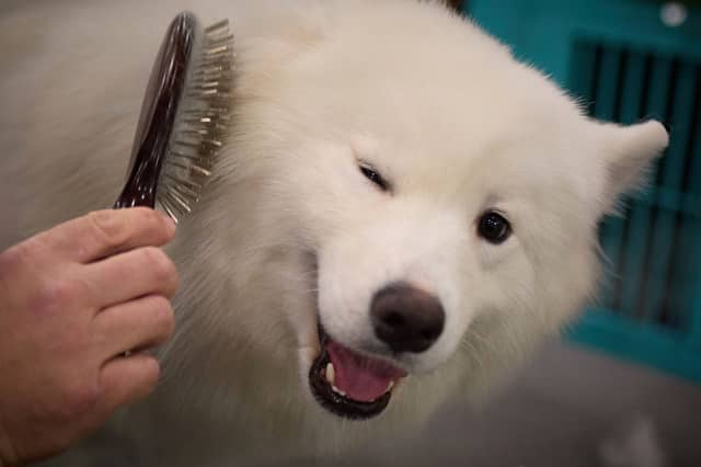Some dogs just ooze happiness.