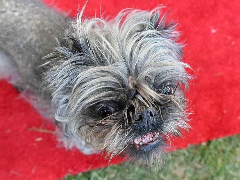 Another small dog breed overflowing with joie de vivre is the cheeky Brussels Griffon. Sometimes their cheeriness can grow into slight self-importance, but these wee pooches could never be described as glum or introverted.