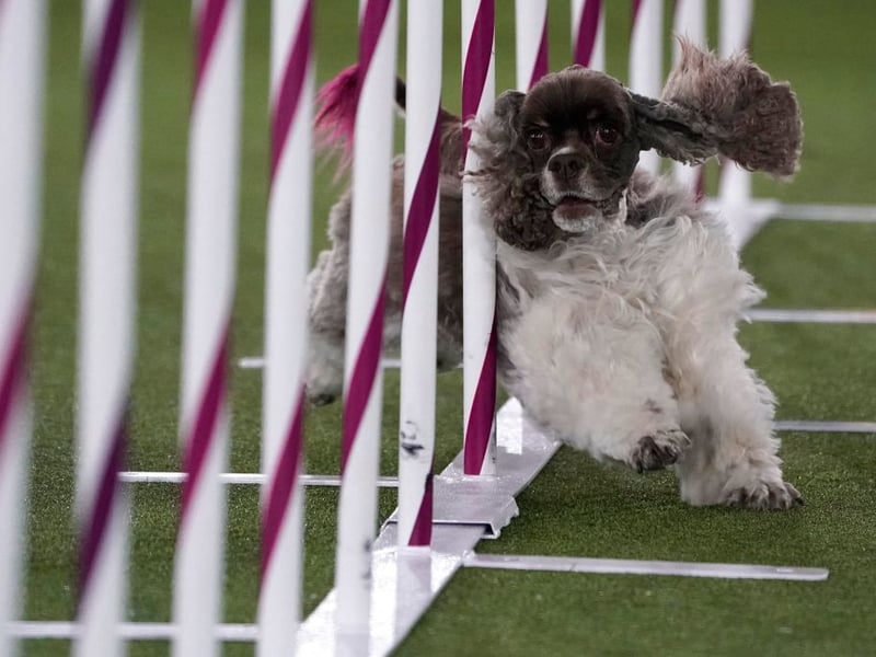 We've known Cocker Spaniels who wag their tails so much that they continue even when they are asleep. This is a happy breed that embrace life to the full - always looking for the next adventure.