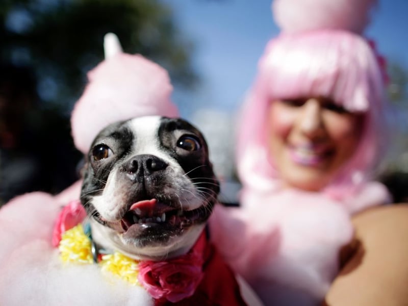 With their tuxedo-like coat and bright personality, Boston Terriers are natural entertainers - the dog that would most likely win a spot at the Royal Variety Performance. They are playful, affectionate, and humorous. Their love of clowning around and showing off, means they make everyone around them smile too.