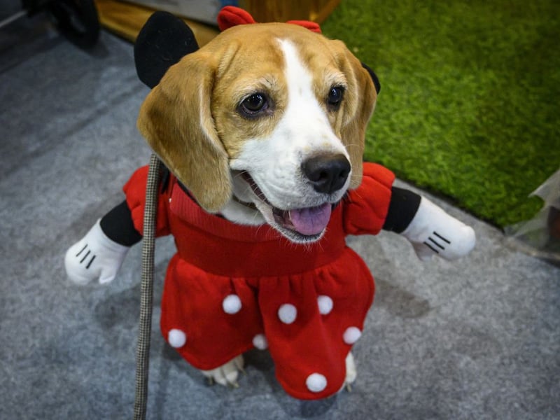 The American Kennel Club has it spot on when it describes the Beagle as "happy-go-lucky, merry, and friendly". When most dogs are happy they wag their tails, when a Beagle is happy they somehow manage to wag their entire body.