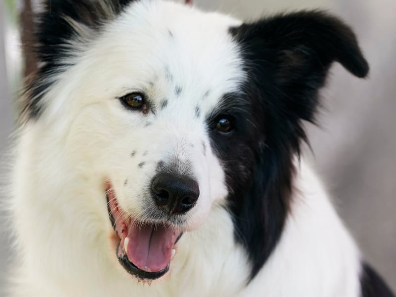 The most intelligent dog in the world is also one of the most naturally happy. We're not sure if there's any animal that's happier than one of these VERY good dogs out for adventures with their beloved owner.