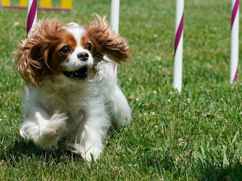 Known as the English Toy Spaniel in the USA, the Cavalier King Charles Spaniel needs very little to be entirely content. Give them a few laps of the garden, a couple of meal a day, a comfortable spot to nap and a few naps and they'll be utterly, blissfully happy.