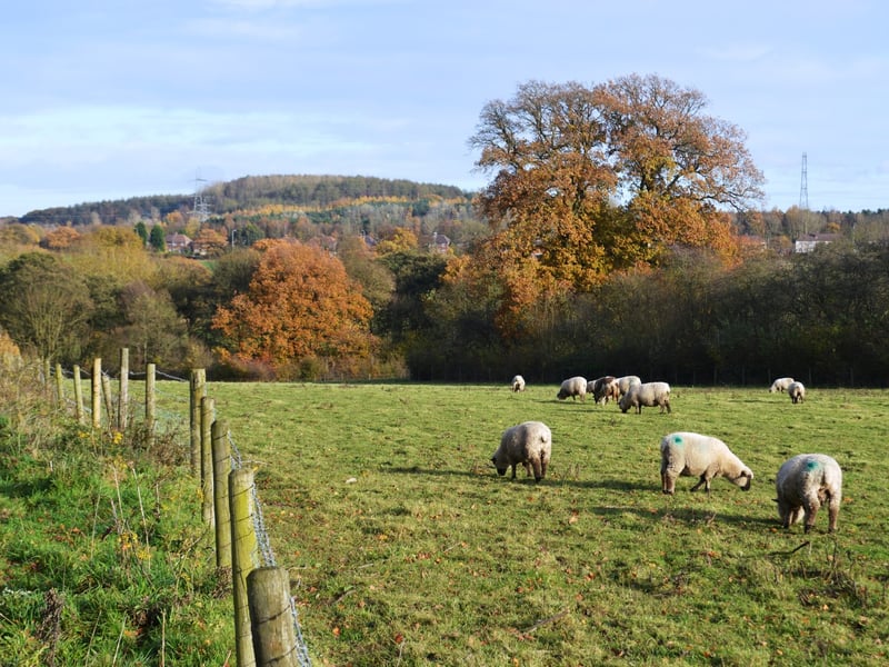 This walk is rated a 4.2 out of 107 reviews on the app. AllTrails has labelled it as an easy walking level. Length - 2.6km Elevation gain - 54m Estimated time - 0.5-1hr. The primary starting point for this walk is at the Northycote Farm and Country Park car park located on Underhill Lane, Bushbury, Wolverhampton. AllTrails reviewer, Lacey Green said: "Really nice smooth trail, you can go through the forest or choose to go around, we come here a lot."