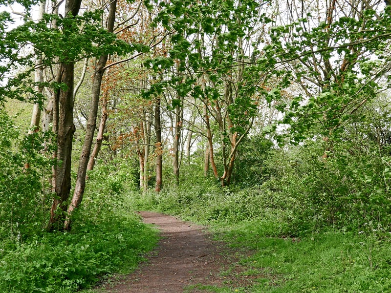 This walk is rated a 4.5 out of 228 reviews on the app. AllTrails has labelled it as an easy walking level. Length - 5km Elevation gain - 161m Estimated time - 1.15-2hr. The primary starting point for the Perton Woodland Circular is behind The Pear & Partridge pub (WV6 7EN) in Perton. One AllTrails reviewer, Lacey Green said: 'Really nice walk, muddy in a lot of places but was expected because of the winter. Nice views.'