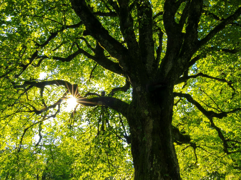 Yvonne Duckett: “There’s no greenery. It feels depressing.”