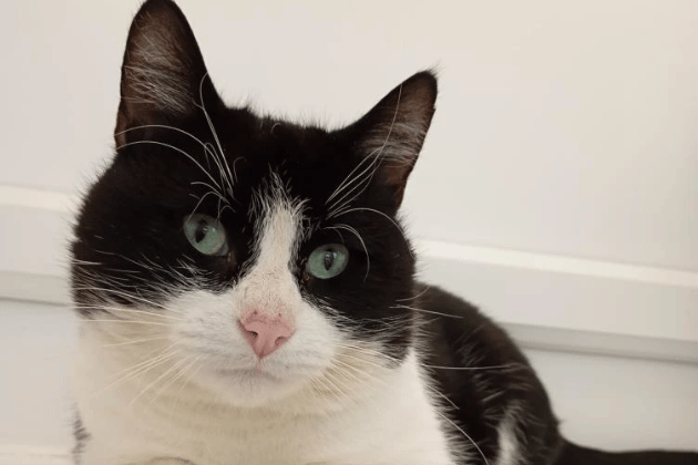Robbie is a boy who is beginning to lean into human affection, though he likes to keep things on his own terms and can occasionally nip if he feels overstimulated. Because of this, he is looking for a patient, adult-only home where he is the only pet. Robbie will need a calm environment to continue building his confidence and will eventually require outdoor access once he feels secure.