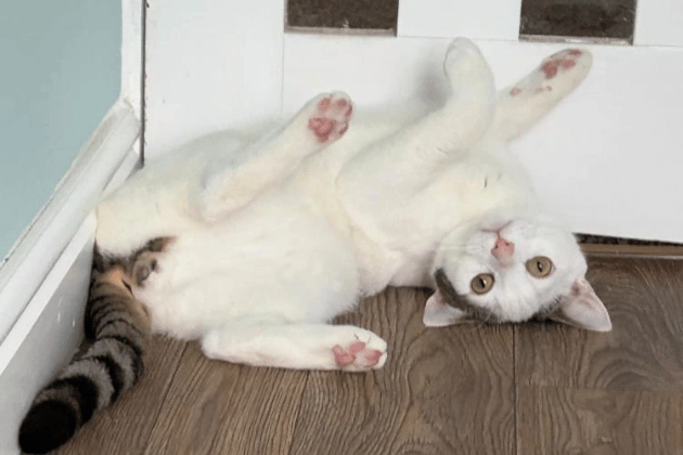 At two years old, Marvin still has the boundless energy and playful spirit of a kitten. Because he can get a little too "enthusiastic" and nip when over-excited, he needs an active home without young children to provide plenty of stimulation. Marvin has a Grade 3 heart murmur that requires no current treatment, just an annual check-up to ensure he stays in top form while he's zooming around.