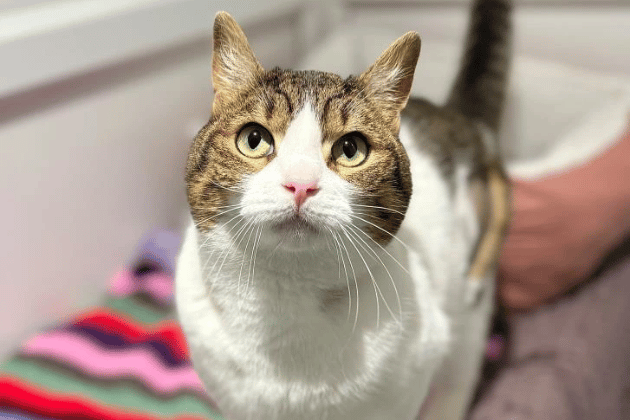 Mochi is an 11-year-old sweetheart who is searching for a second chance after being abandoned by her previous owner. Despite her past, she has a heart of gold and craves human company, perfectly content to spend hours on a friendly lap. Mochi has a low-grade heart murmur, though it certainly doesn’t dampen her spirits or her capacity for love. 