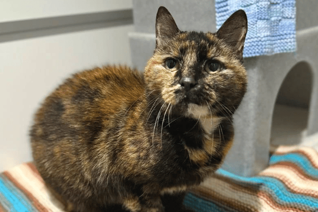 Charlie is a dignified senior lady who finds herself in need of a new start after her previous owner was no longer able to care for her. She is a quiet, undemanding soul who appreciates the simpler things in life: a warm bed, a soft voice, and a peaceful environment. If you can provide a calm sanctuary for this gentle girl to relax in, she will be a devoted and easy-going friend for years to come.