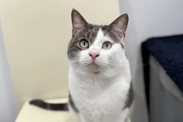 Eight-year-old Ladder is searching for a very specific type of home following the death of his owner. He shows his love by rubbing around your legs and is currently thriving in a foster setting. He would be the perfect partner for someone in a rural or farm setting who needs a reliable mouser and can respect his independent spirit. He also takes daily medication in his food for arthritis.