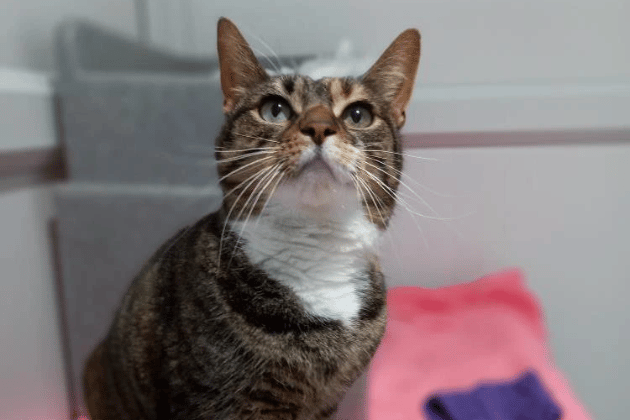 Haley is a quiet, observant girl who is looking for a home where she can be the sole object of your affection. She found life with other pets a little too stressful and is now seeking a peaceful, child-free sanctuary. Haley has an immune disorder of the eye (FEK) that requires a simple eye drop every other day to keep her comfortable.