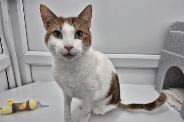 Mike may have arrived with a nervous disposition, but he has blossomed into a welcoming boy who loves to greet his visitors with a request for strokes. Life hasn't been entirely easy for Mike; he previously lost a back leg following an accident, though he navigates life on three limbs with impressive ease. He also manages some skin allergies with a specific diet and medication.