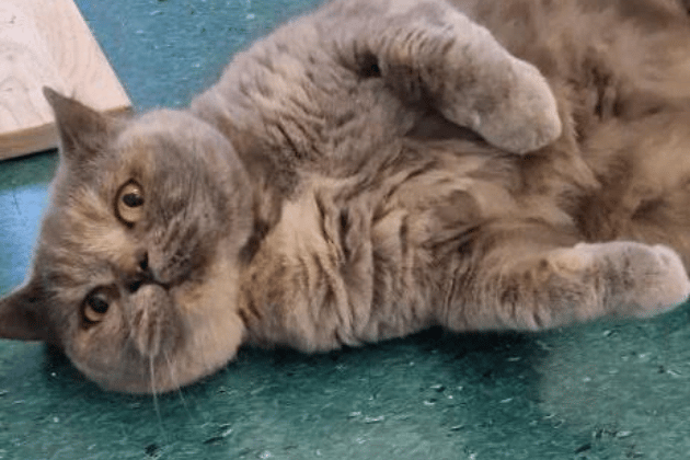 The beautiful Isla came into care following the sad passing of her owner. Isla has made it clear that she prefers to be the only pet in the household so she can remain the undisputed centre of attention. She is currently managing suspected Inflammatory Bowel Disease with daily medication and a prescription diet, which keeps her feeling her best.