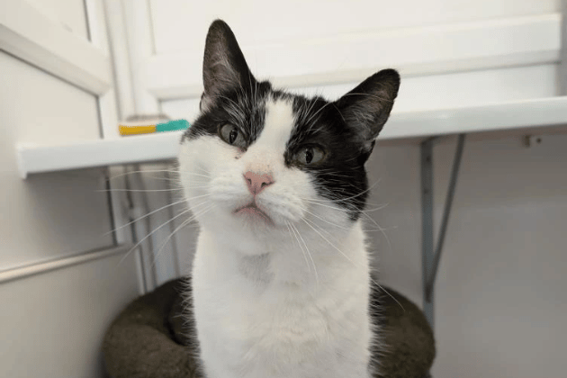After being discovered as a stray and battling a bout of cat flu, Milo has made a full recovery and is looking for his forever home. While he was initially a little overwhelmed by his new surroundings, he has since found his paws and transformed into a social, friendly companion. Given his affectionate nature, he would make an excellent addition to a family looking to give a former street cat the life of luxury he deserves.
