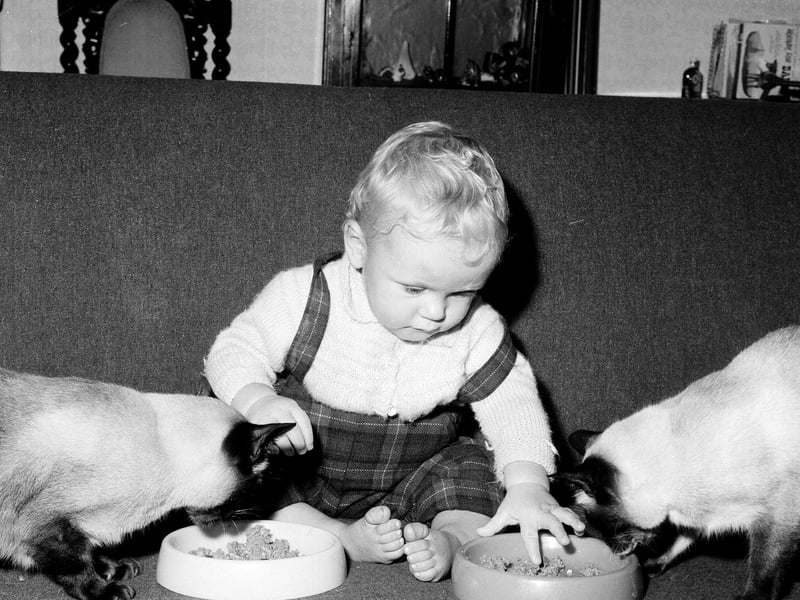 Matthew Airs of Craiglockhart Drive with the family's Siamese cats in 1964.