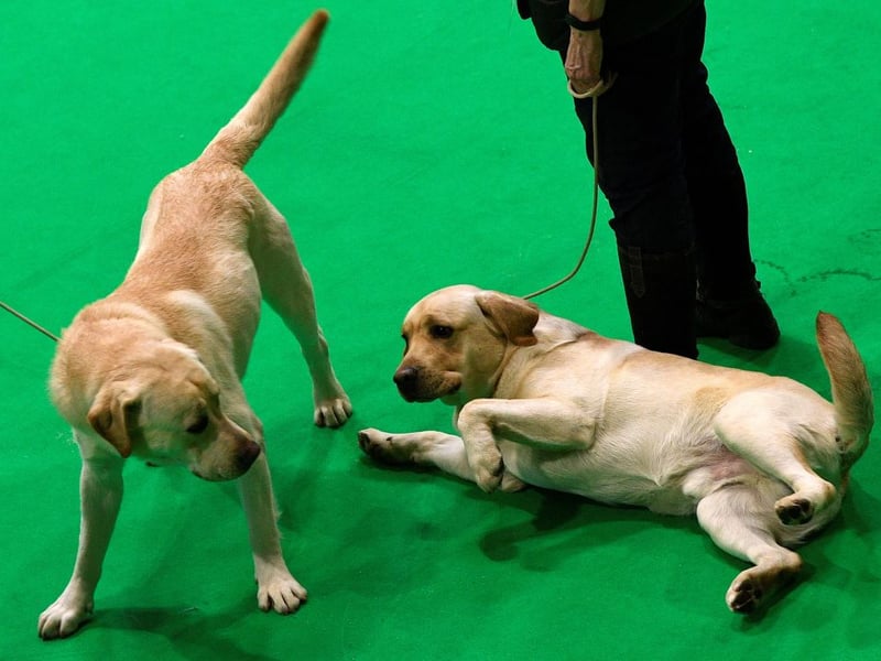 There are numerous reasons that the Labrador Retriever is the world's most popular dog - and one of them is that a Lab pup is unlikley to soil your carpet more than a handful of times before learning to ask to be let out into the garden
