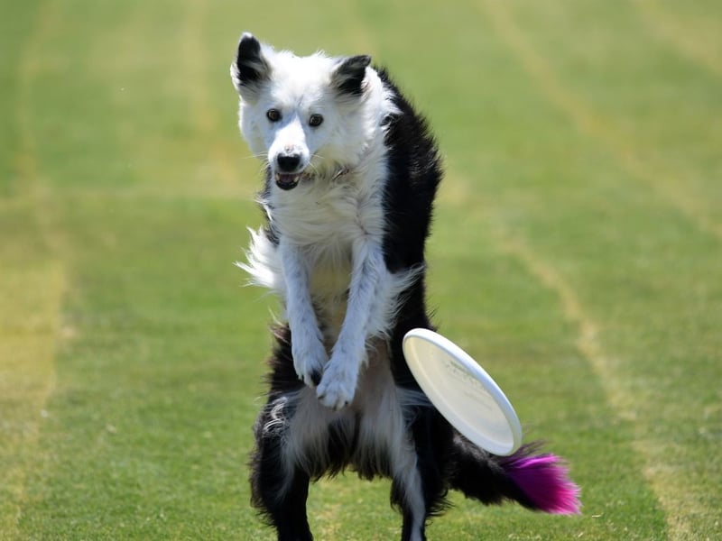 It's no surprise to see the Border Collie on this list. They are the world's most intelligent breed of dog and quickly pick up the most complex of commands - making toilet training simple.